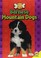 Go to record Bernese mountain dog