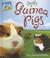 Go to record Goofy guinea pigs