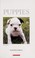Go to record Puppies : Kittens