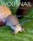 Go to record Wolfsnail : a backyard predator