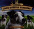 Go to record Jumping Jack Russell terriers