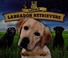 Go to record Lovely labrador retrievers