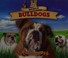 Go to record Burly bulldogs