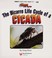 Go to record The bizarre life cycle of a cicada