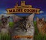 Go to record Marvelous Maine coons