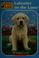 Go to record Labrador on the lawn