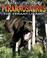 Go to record Tyrannosaurus : the tyrant lizard