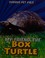 Go to record My friend the box turtle