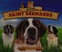 Go to record Super Saint Bernards